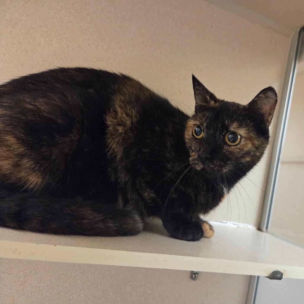 Enlarge Violet, a Adoptable Domestic Short Hair in Ballston Spa, NY image 3/3