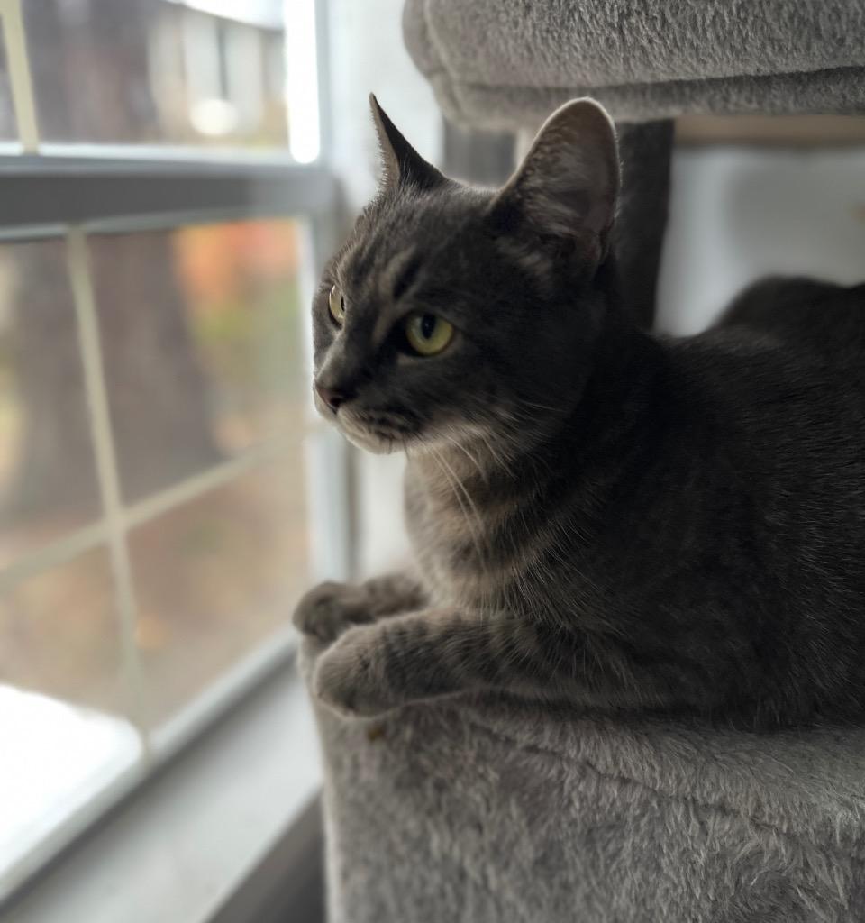 Enlarge Margie, a Adoptable mixed breed in Ewing, NJ image 1/2