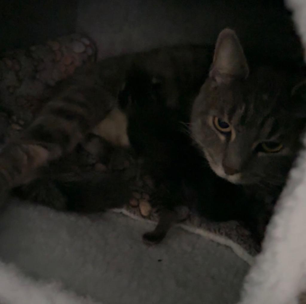 Enlarge Margie, a Adoptable mixed breed in Ewing, NJ image 1/3