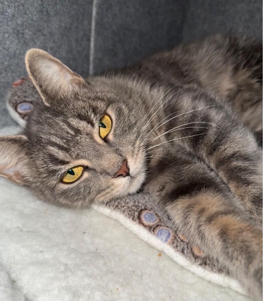 Enlarge Margie, a Adoptable mixed breed in Ewing, NJ image 2/3