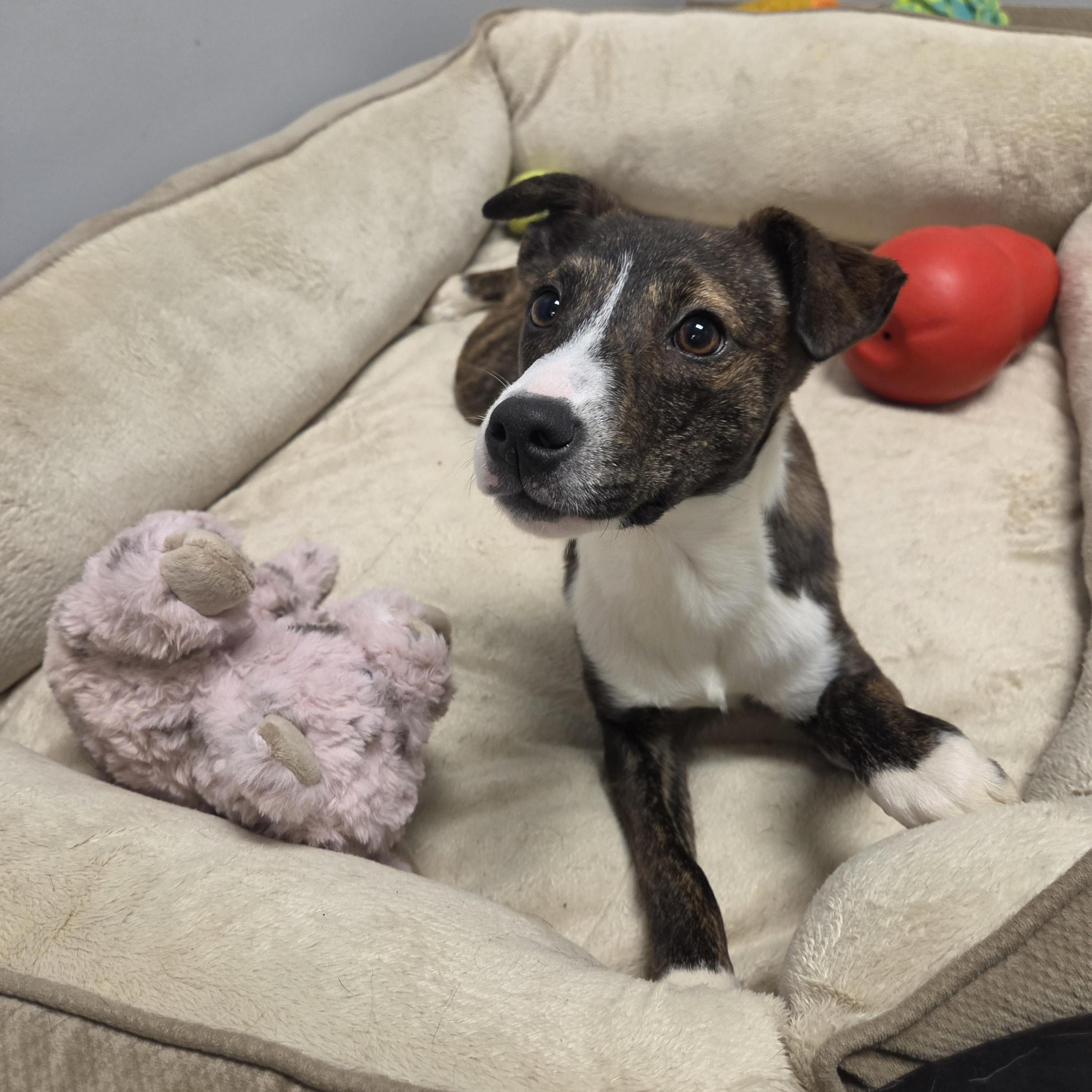 Ayla, Adopted, Puppy Female Mixed Breed.