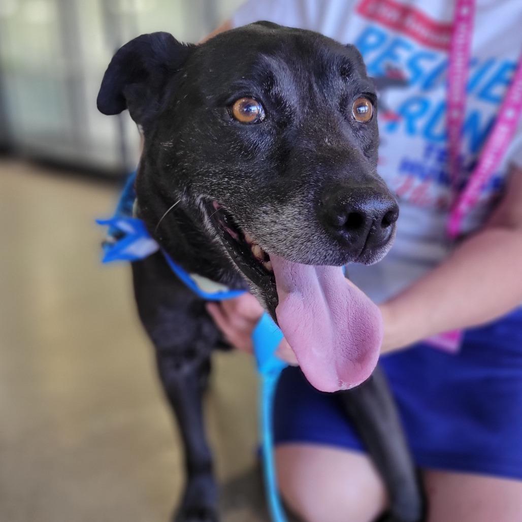 Enlarge Malibu, a Adoptable mixed breed in Abilene, TX image 1/6