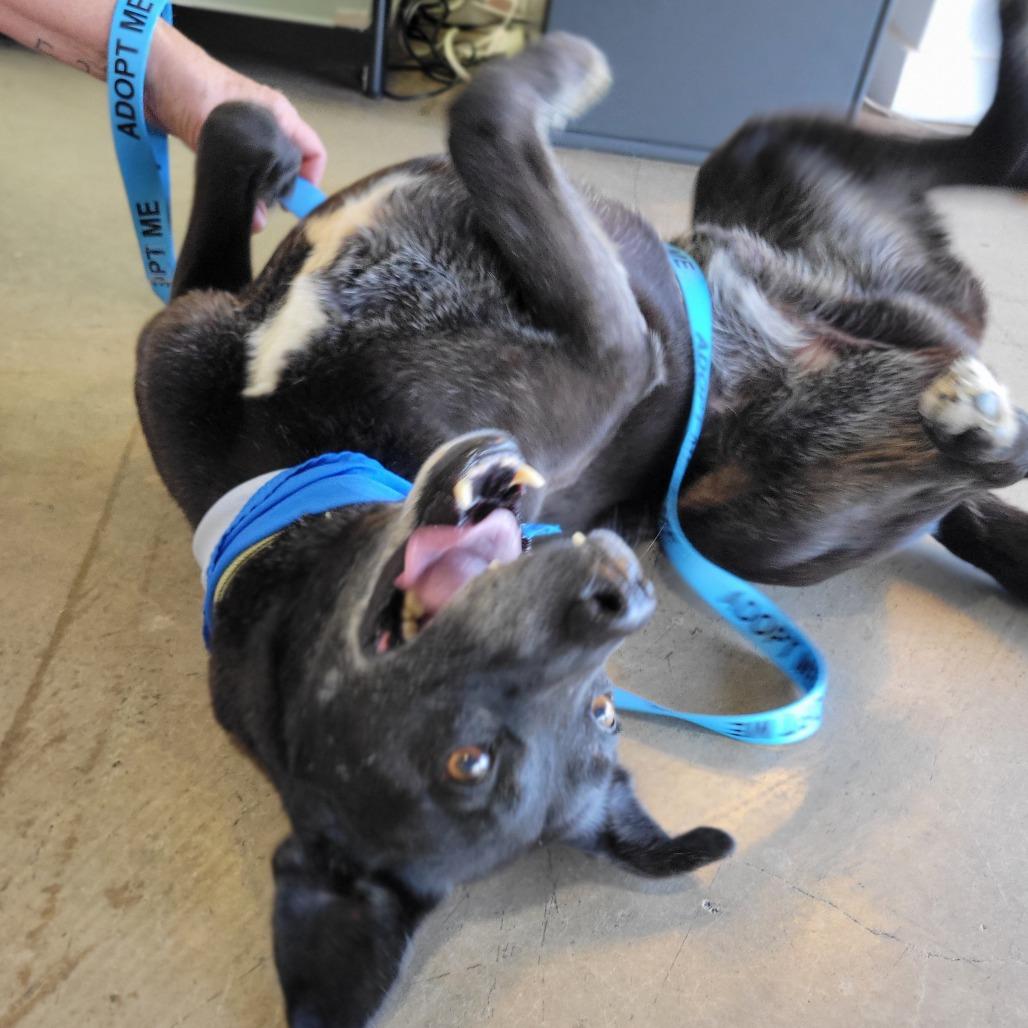 Enlarge Malibu, a Adoptable mixed breed in Abilene, TX image 2/6