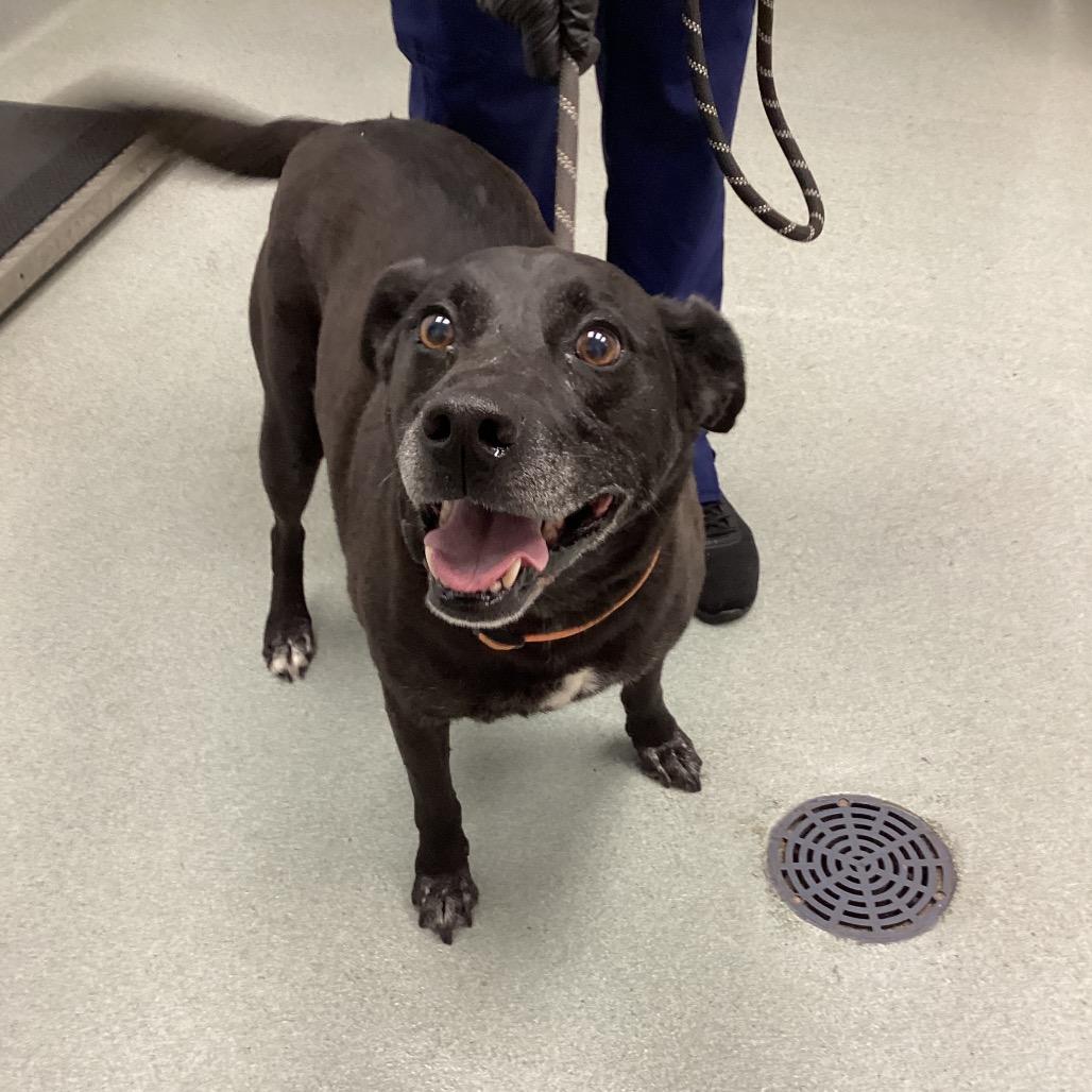 Enlarge Malibu, a Adoptable mixed breed in Abilene, TX image 3/6