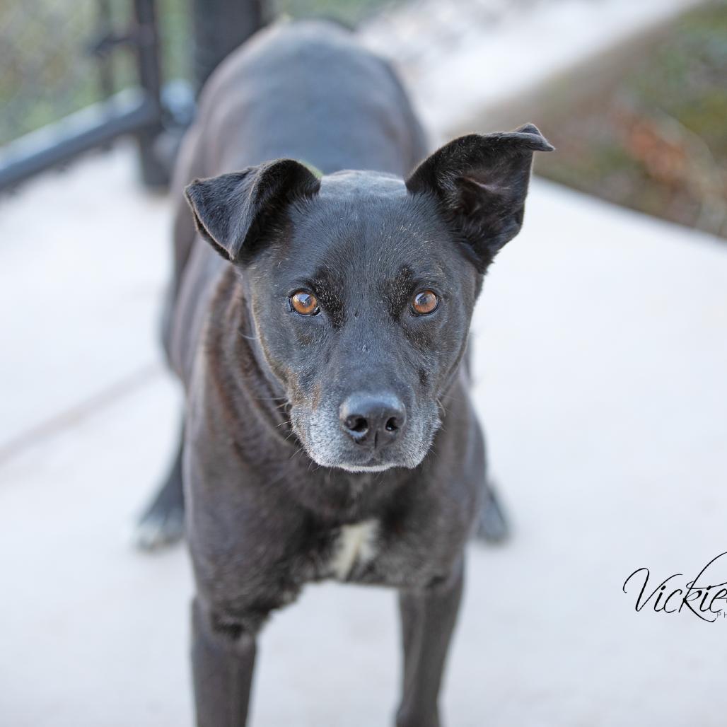 Enlarge Malibu, a Adoptable mixed breed in Abilene, TX image 4/6