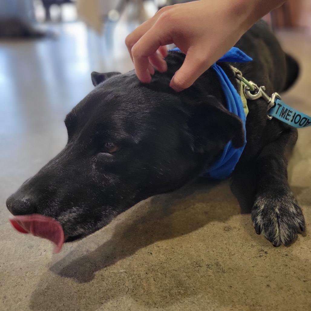 Enlarge Malibu, a Adoptable mixed breed in Abilene, TX image 5/6