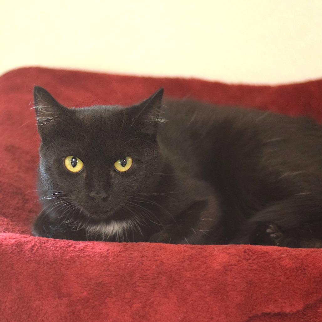 MJ, Adoptable, Adult Female Domestic Short Hair.