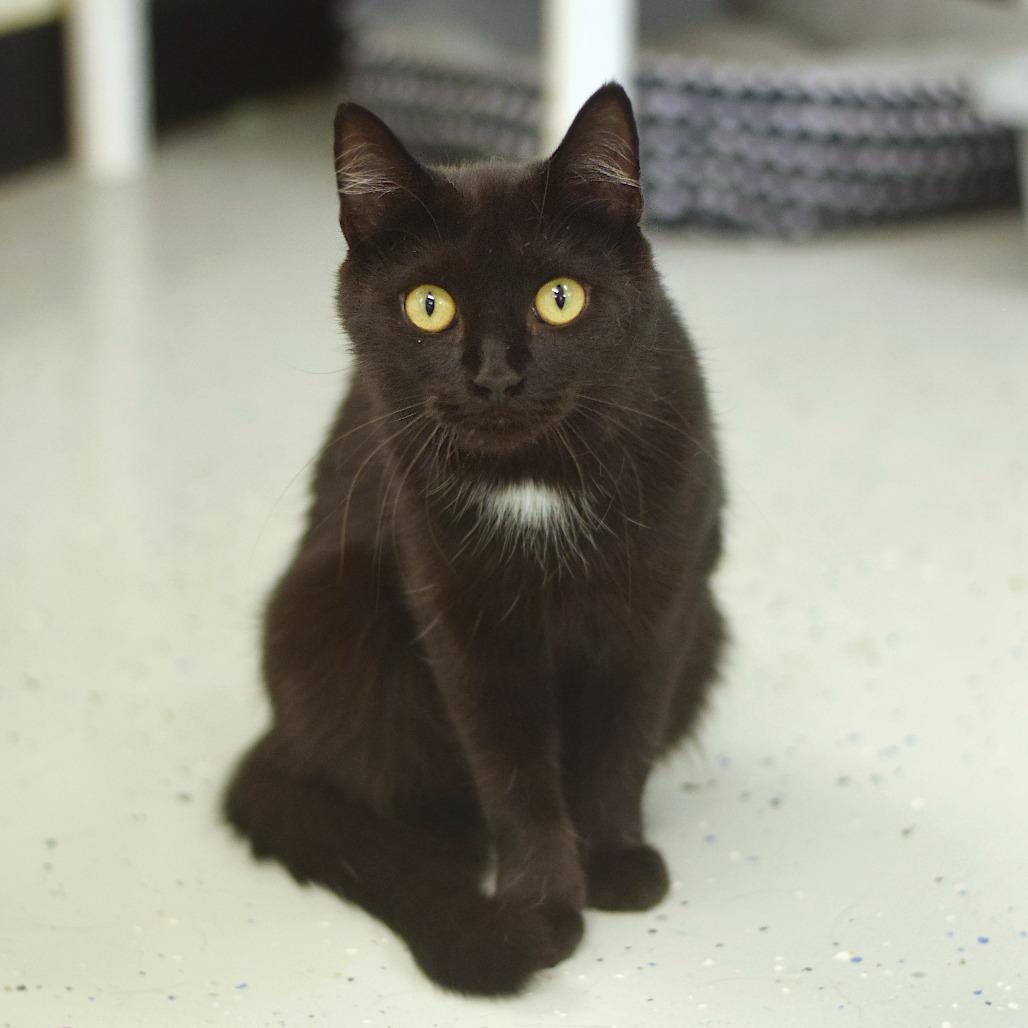 Enlarge MJ, a Adoptable Domestic Short Hair in Belleville, IL image 2/3