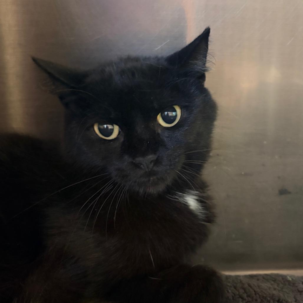 Enlarge MJ, a Adoptable Domestic Short Hair in Belleville, IL image 3/3