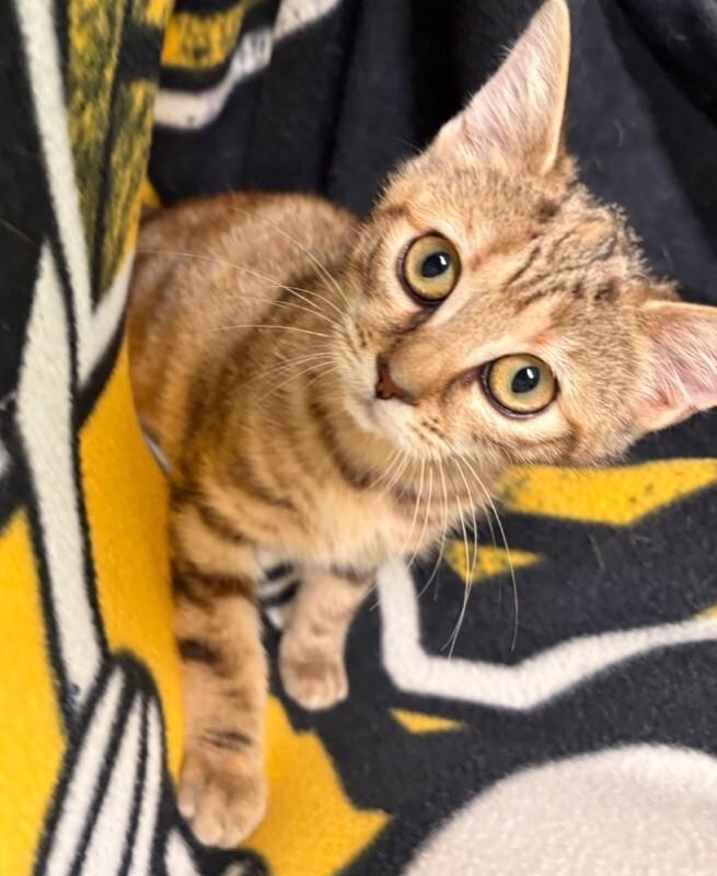 Bot, Adoptable, Young Female Domestic Short Hair.