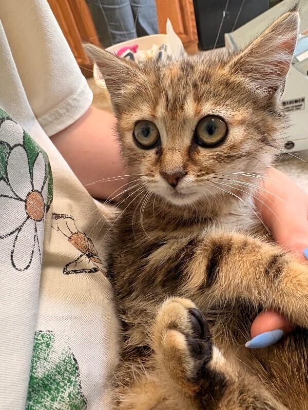 Bot, a Adoptable Domestic Short Hair in Warren, PA image 2/4