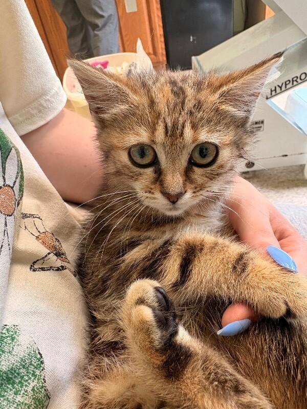 Bot, a Adoptable Domestic Short Hair in Warren, PA image 3/4