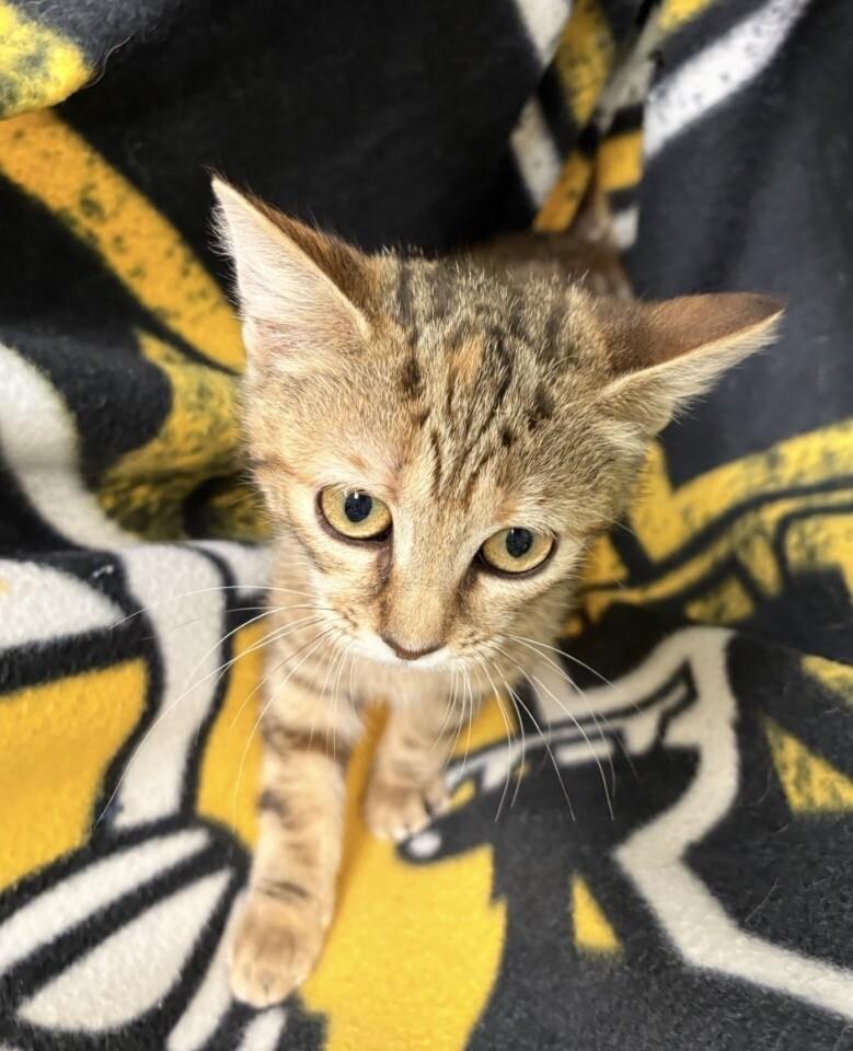 Bot, a Adoptable Domestic Short Hair in Warren, PA image 4/4