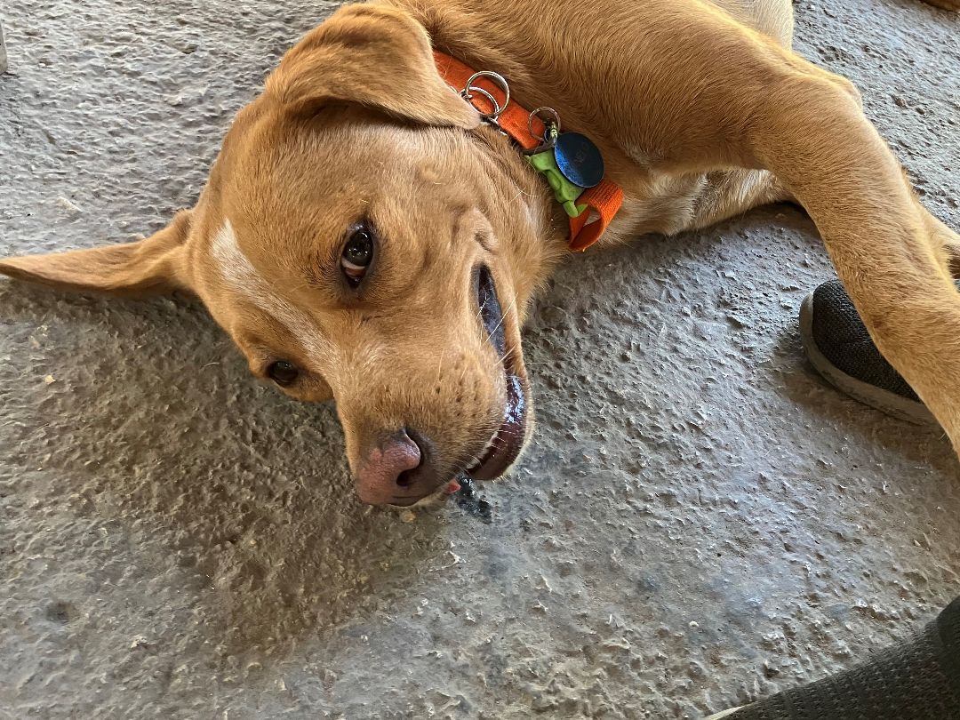 Canelo, Adoptable, Adult Male Labrador Retriever.