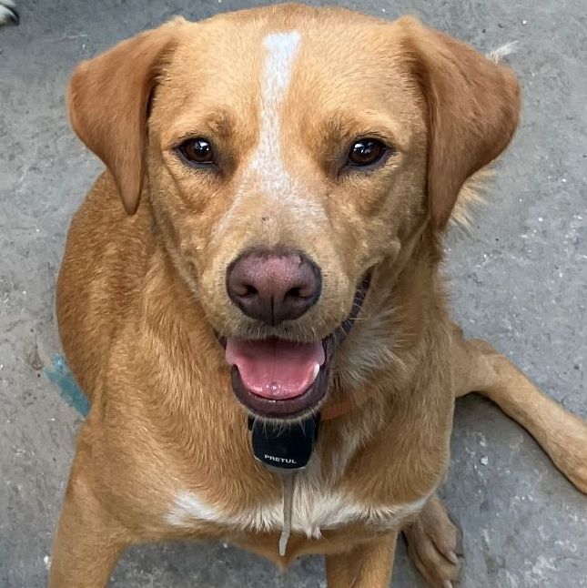 Enlarge Canelo, a Adoptable Labrador Retriever in Tupper Lake, NY image 2/6