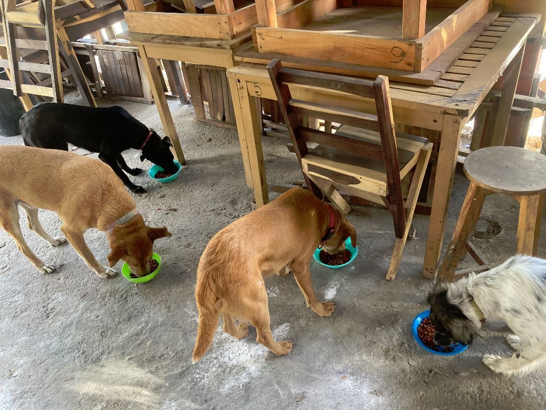 Enlarge Canelo, a Adoptable Labrador Retriever in Tupper Lake, NY image 3/6