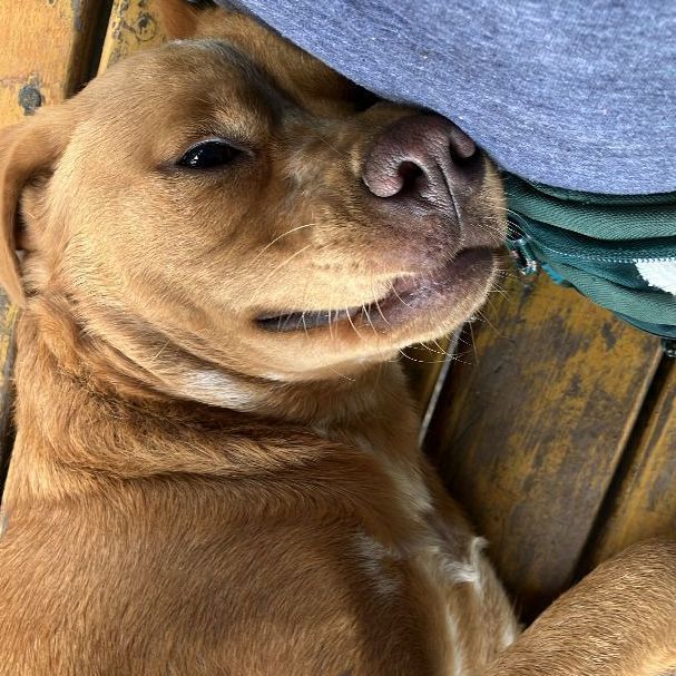 Enlarge Canelo, a Adoptable Labrador Retriever in Tupper Lake, NY image 4/6