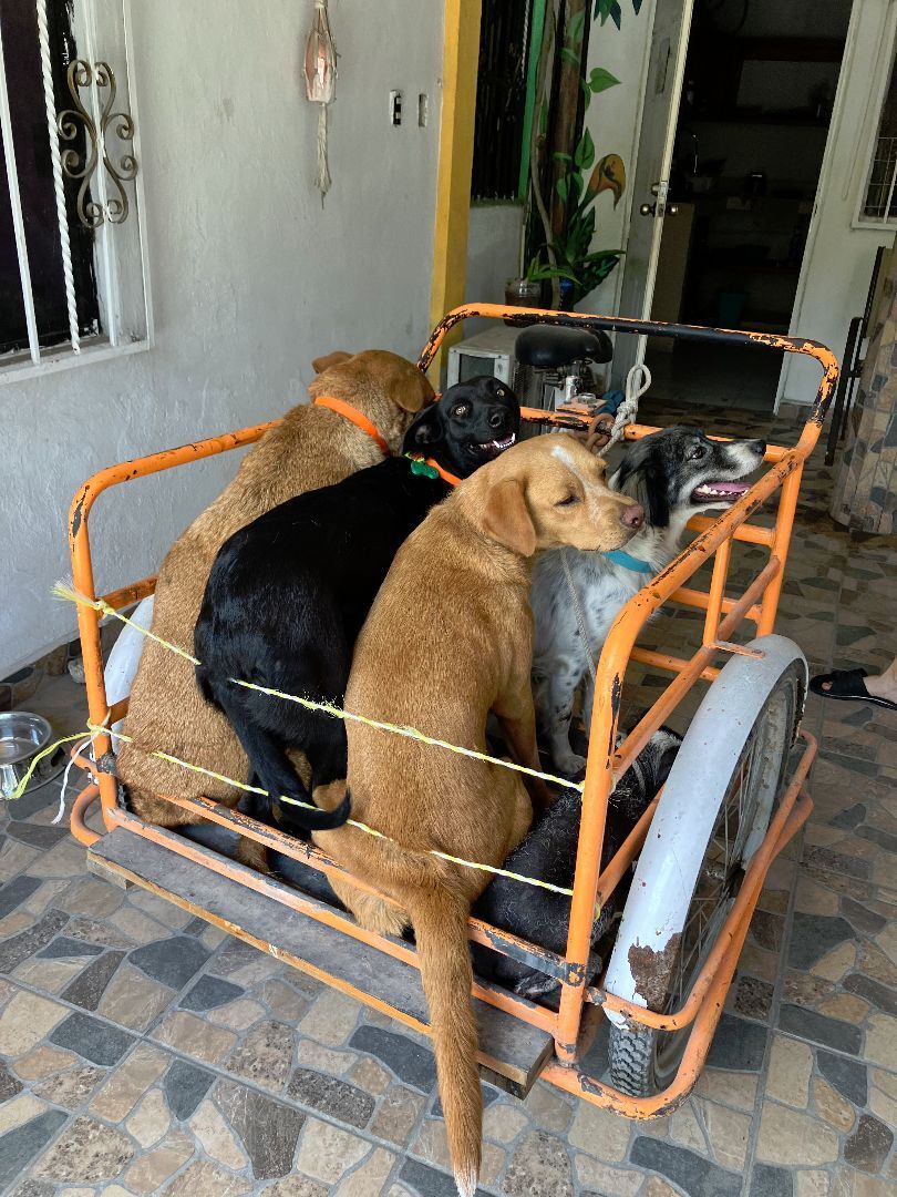 Enlarge Canelo, a Adoptable Labrador Retriever in Tupper Lake, NY image 5/6