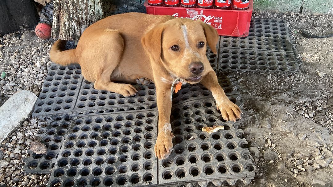 Enlarge Canelo, a Adoptable Labrador Retriever in Tupper Lake, NY image 6/6