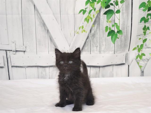 CATERPILLAR, Adoptable, Kitten Male Domestic Long Hair & Domestic Short Hair.