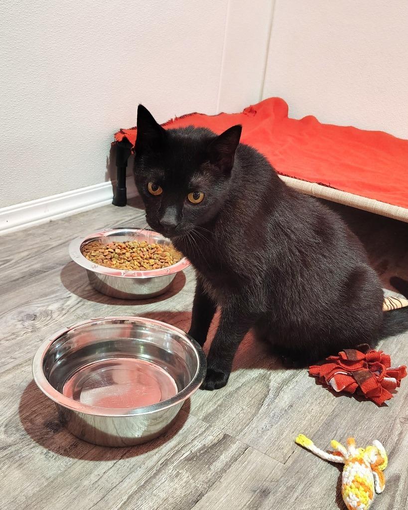 Loki, a Adoptable mixed breed in Labelle, FL image 2/5