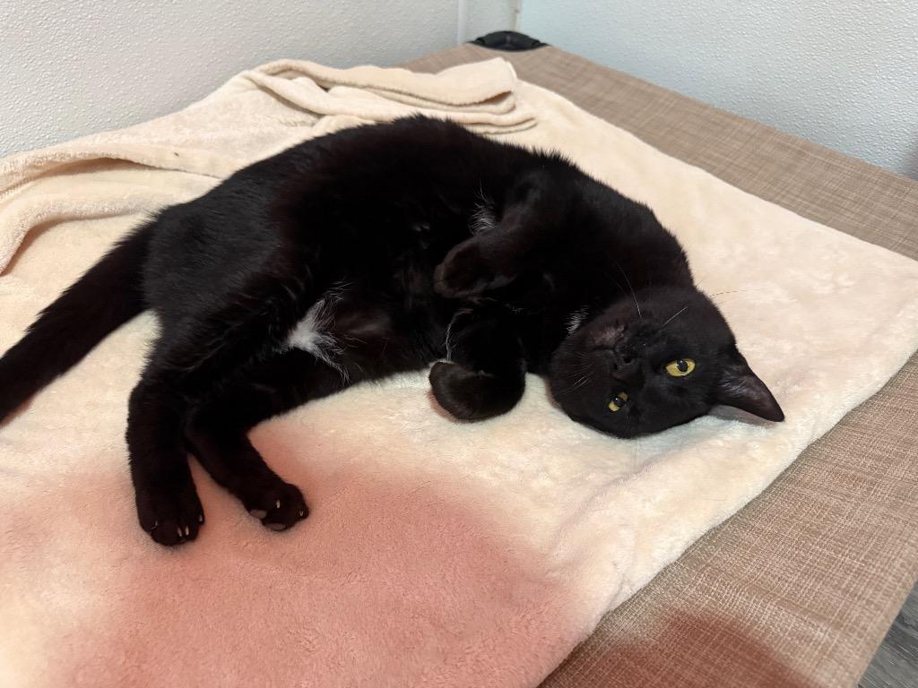 Loki, a Adoptable mixed breed in Labelle, FL image 5/5