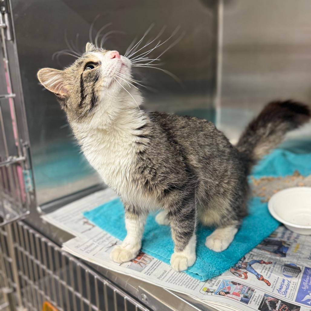 Enlarge Tropical Smoothie, a Adoptable Domestic Medium Hair in Newcastle, OK image 1/6