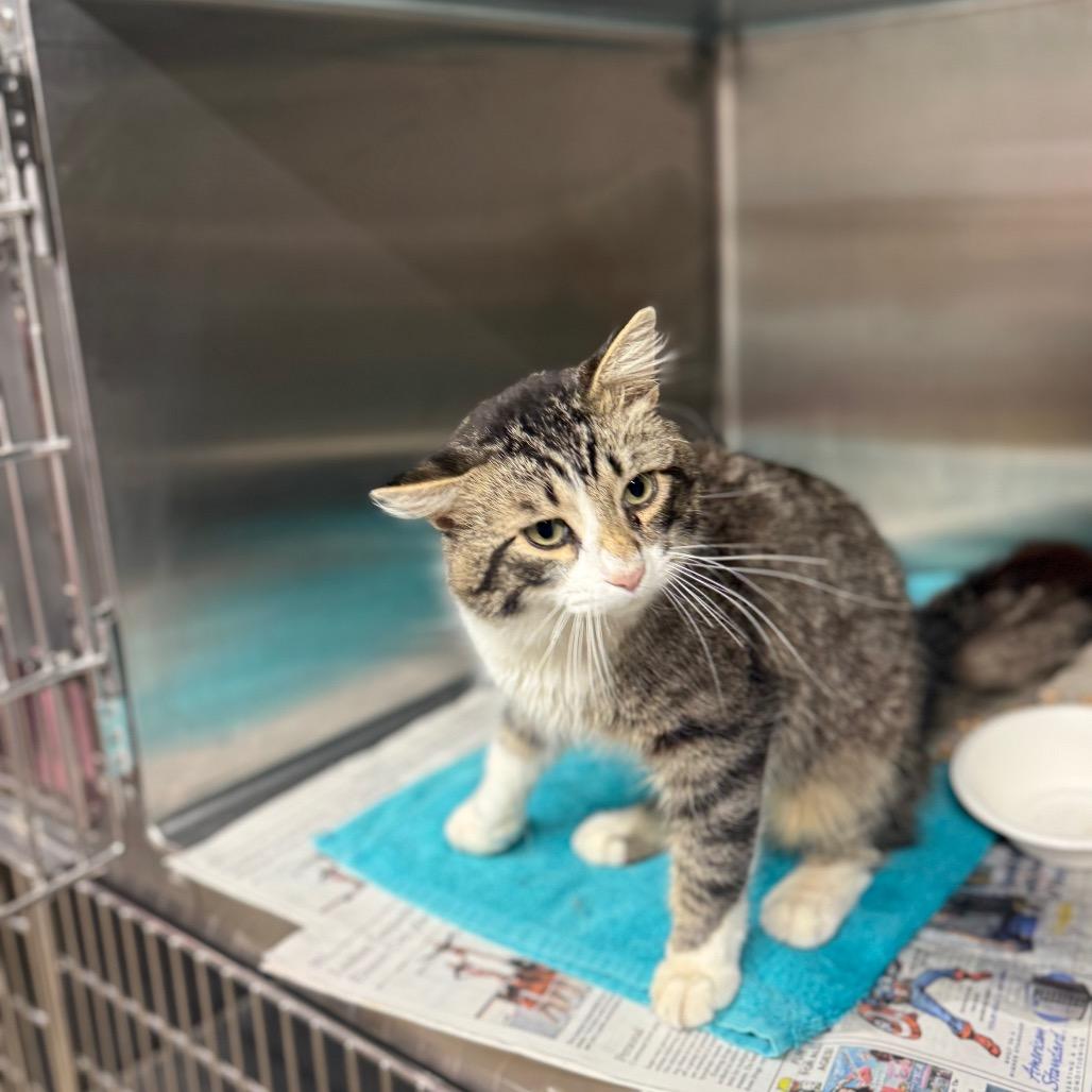Enlarge Tropical Smoothie, a Adoptable Domestic Medium Hair in Newcastle, OK image 2/6