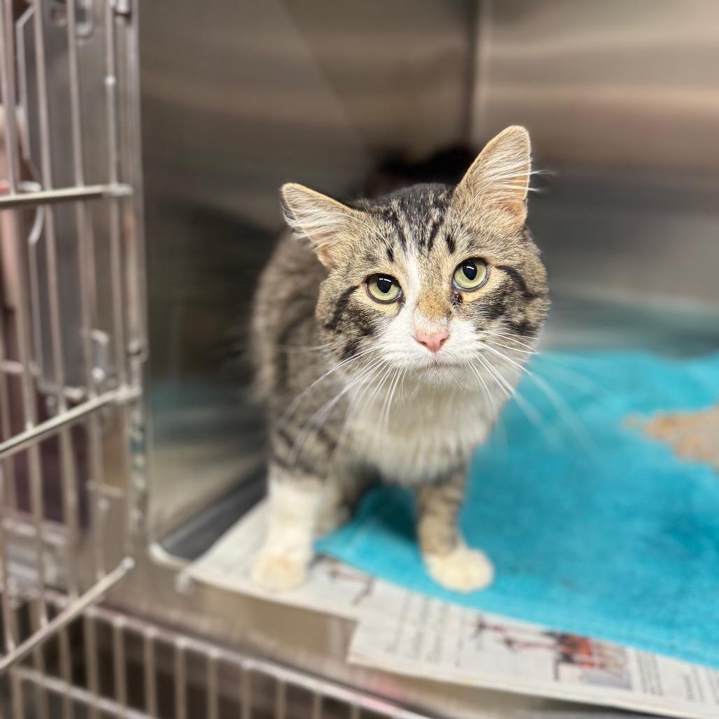 Enlarge Tropical Smoothie, a Adoptable Domestic Medium Hair in Newcastle, OK image 3/6