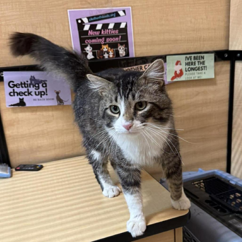Enlarge Tropical Smoothie, a Adoptable Domestic Medium Hair in Newcastle, OK image 4/6