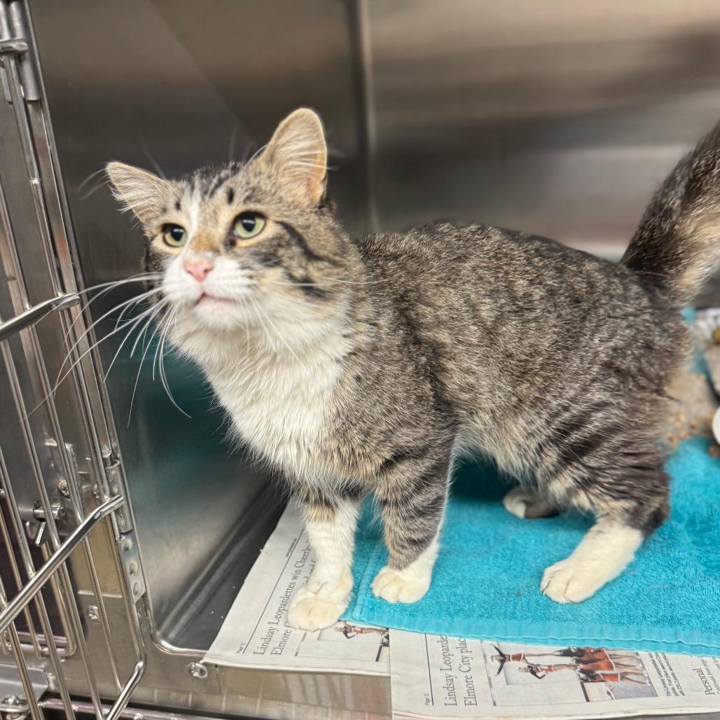 Enlarge Tropical Smoothie, a Adoptable Domestic Medium Hair in Newcastle, OK image 5/6
