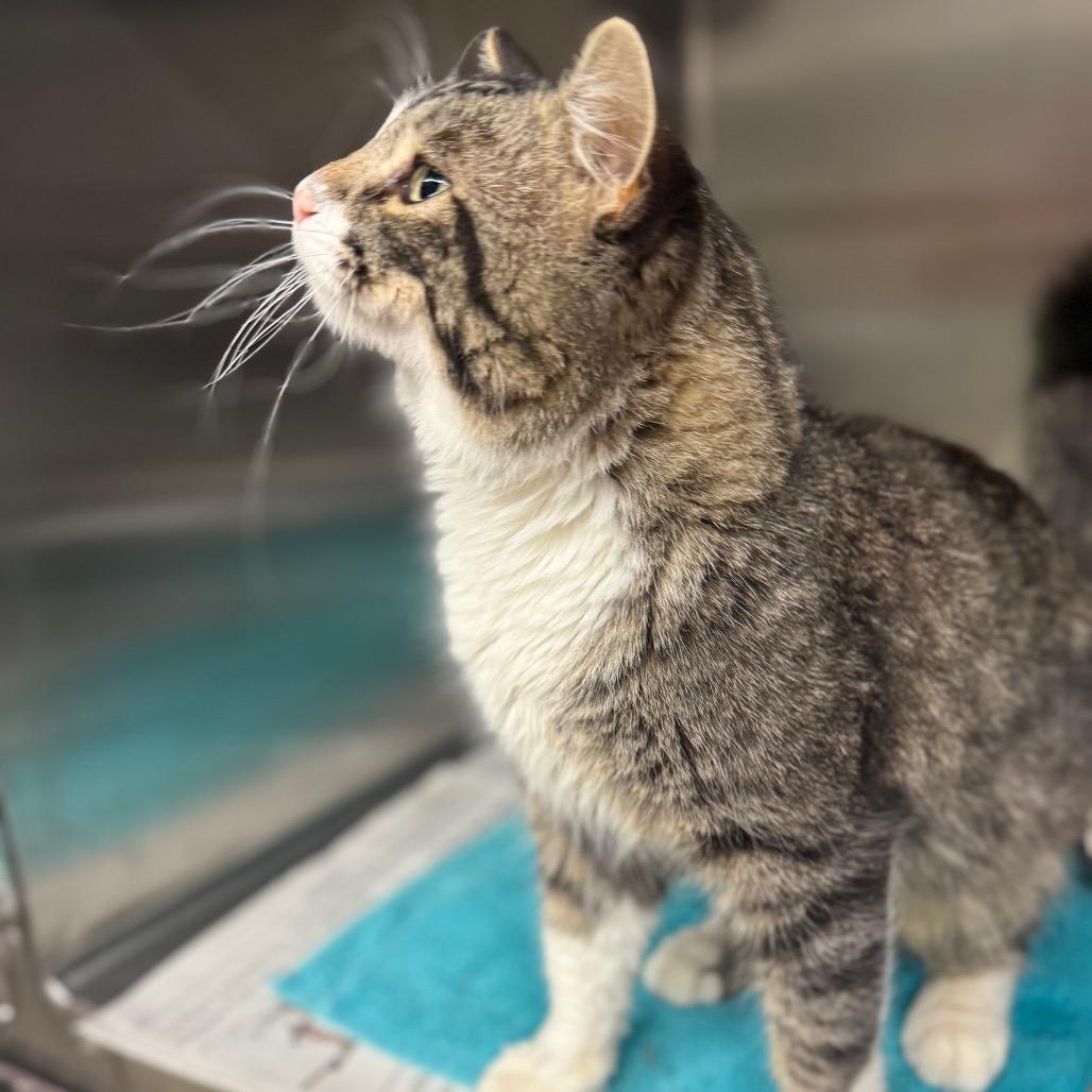 Enlarge Tropical Smoothie, a Adoptable Domestic Medium Hair in Newcastle, OK image 6/6