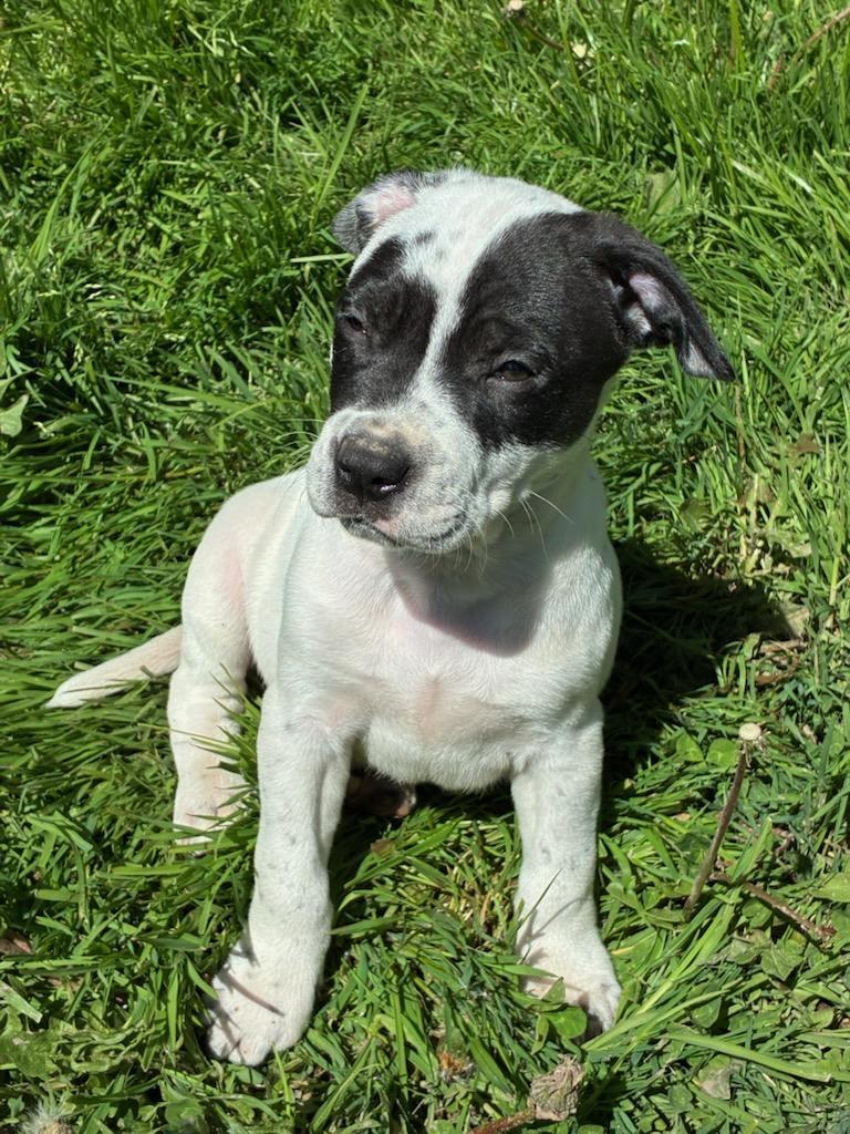 Enlarge Gidget, a Adoptable mixed breed in CHURCHVILLE, NY image 3/3