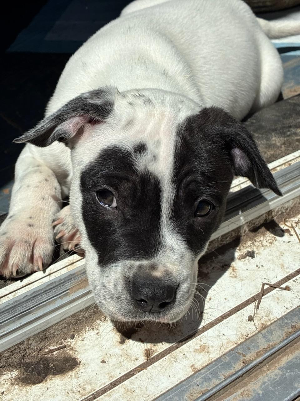Enlarge Gidget, a Adoptable mixed breed in CHURCHVILLE, NY image 2/3