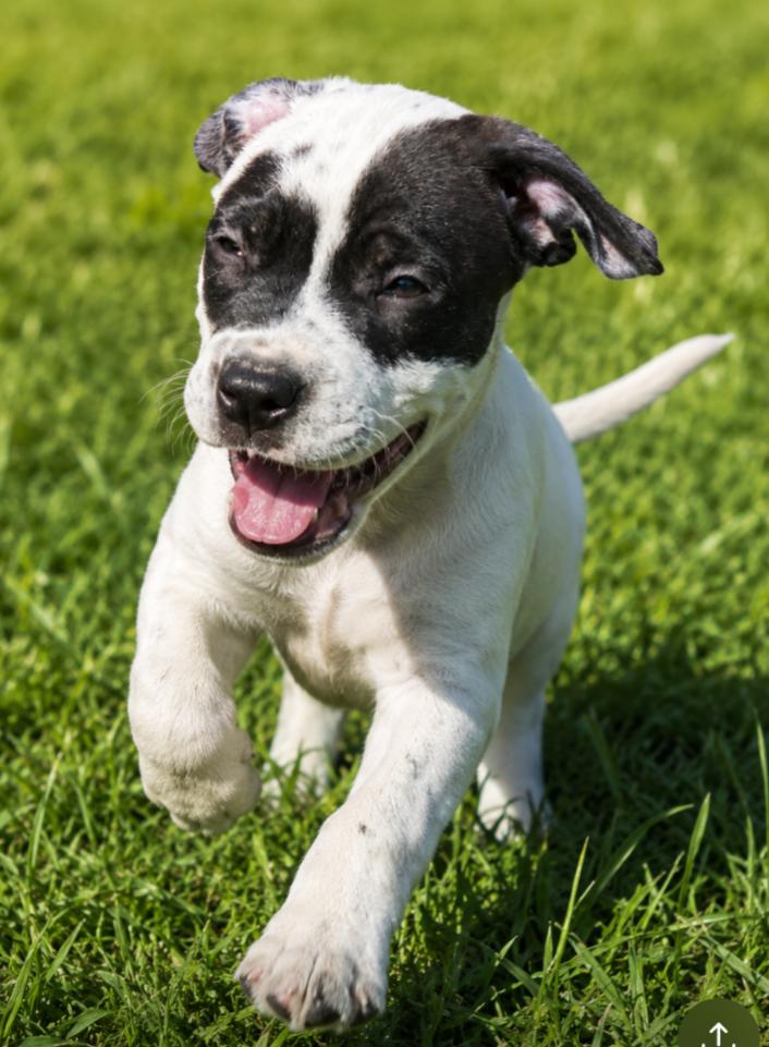 Enlarge Gidget, a Adoptable mixed breed in CHURCHVILLE, NY image 1/3