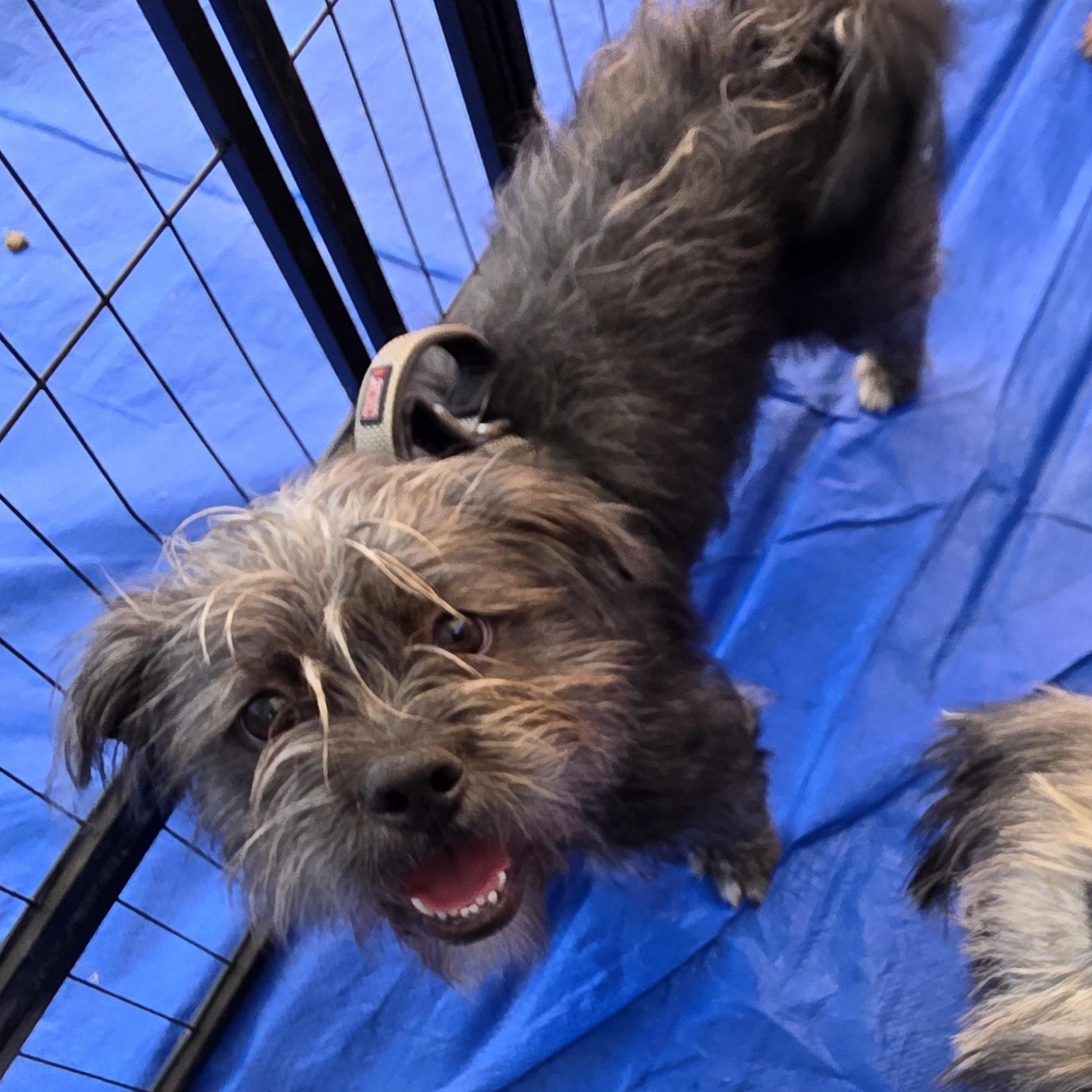 Graycie Lou Freebush thumbnail 2