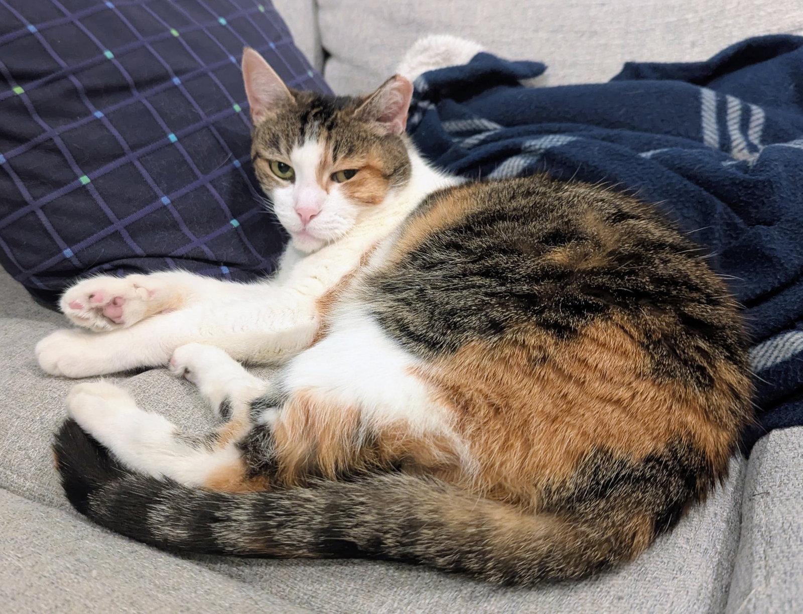 Enlarge Tigris, a Adoptable Domestic Short Hair in Reston, VA image 1/3