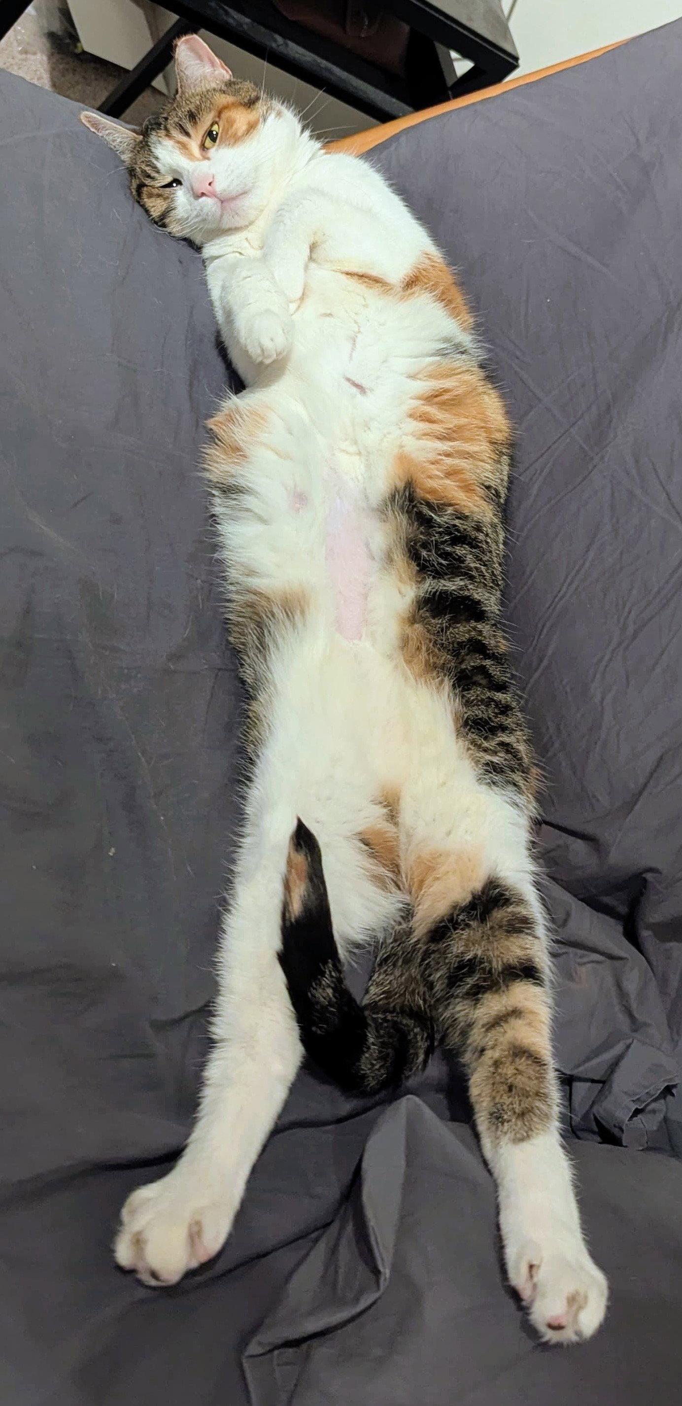 Enlarge Tigris, a Adoptable Domestic Short Hair in Reston, VA image 2/3