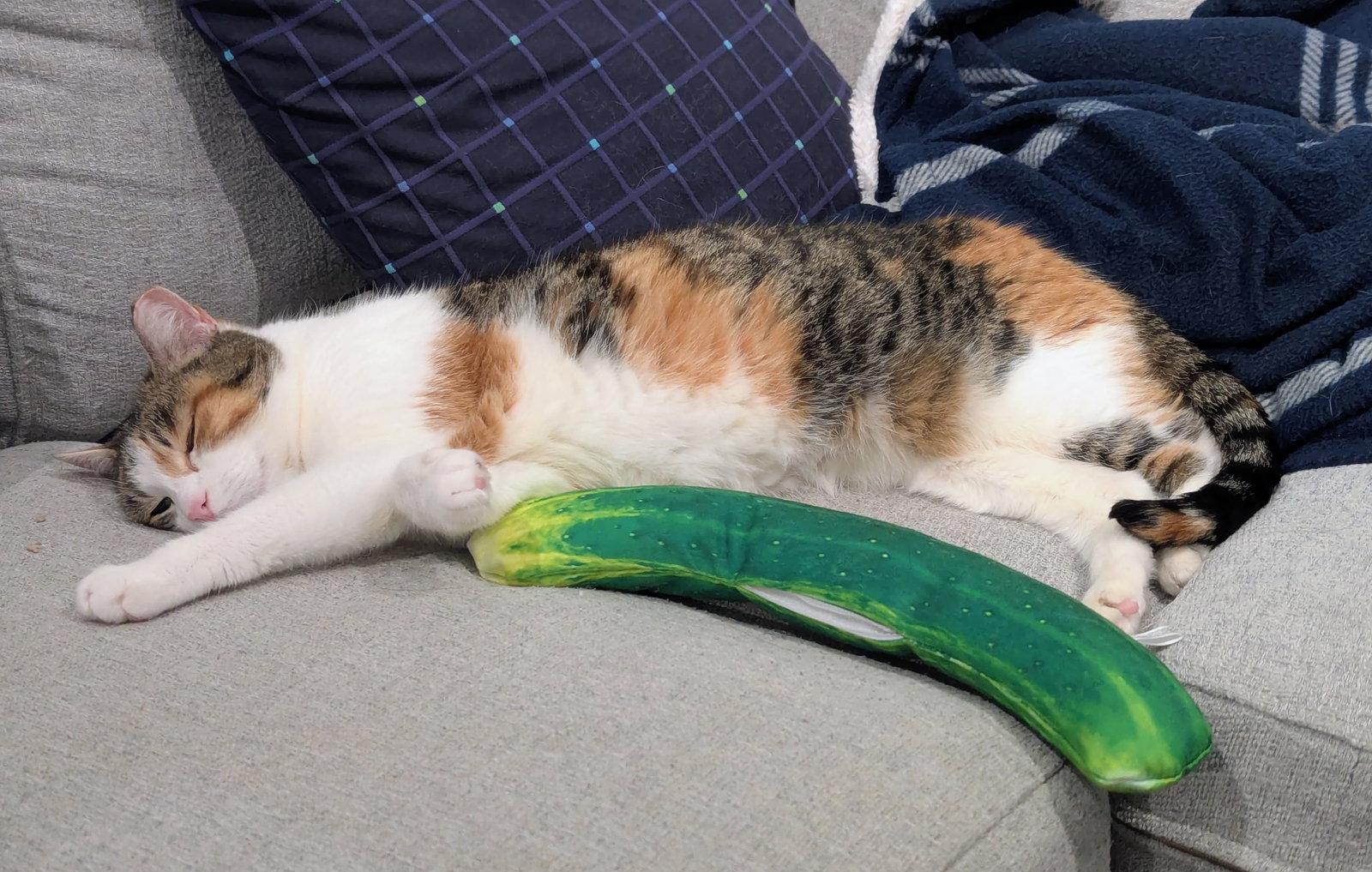 Enlarge Tigris, a Adoptable Domestic Short Hair in Reston, VA image 3/3