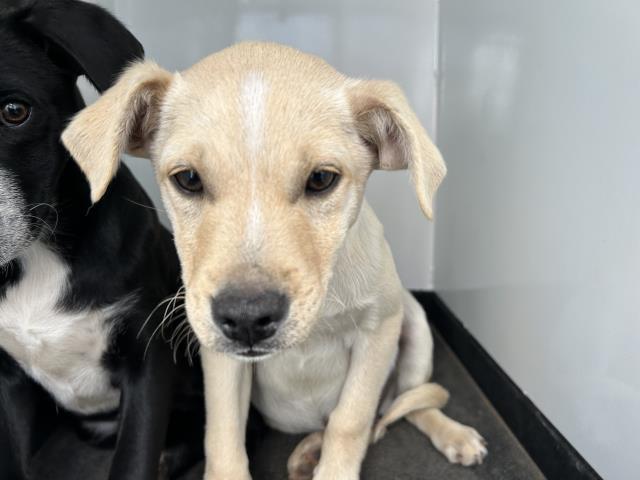 A251198, Adoptable, Puppy Male Labrador Retriever & Mixed Breed.