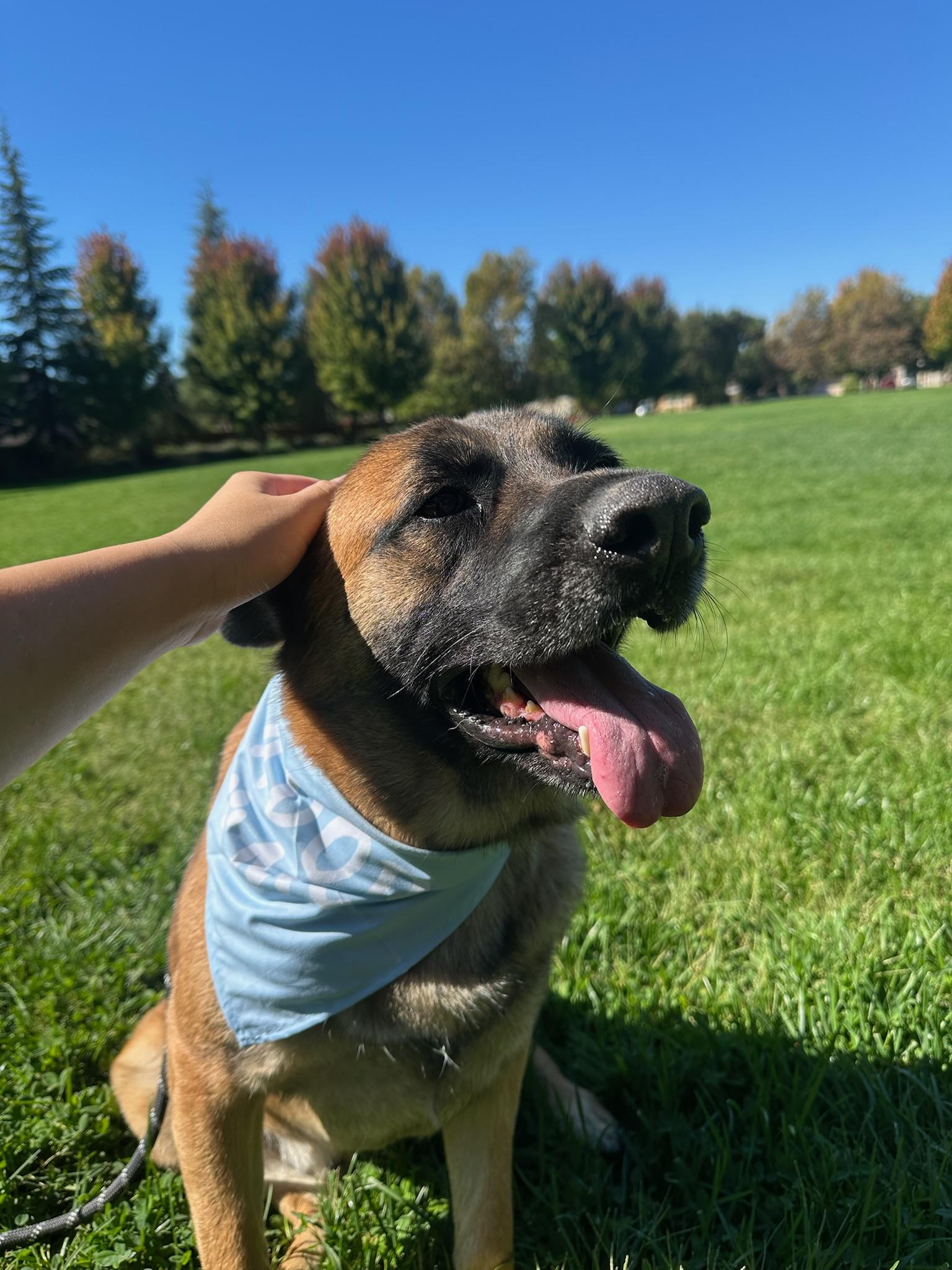 Enlarge Zeke, a Adoptable German Shepherd Dog in Portland, OR image 1/6