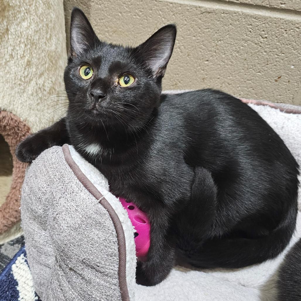 Enlarge Madame Morrible, a Adoptable Domestic Short Hair in Versailles, KY image 1/1