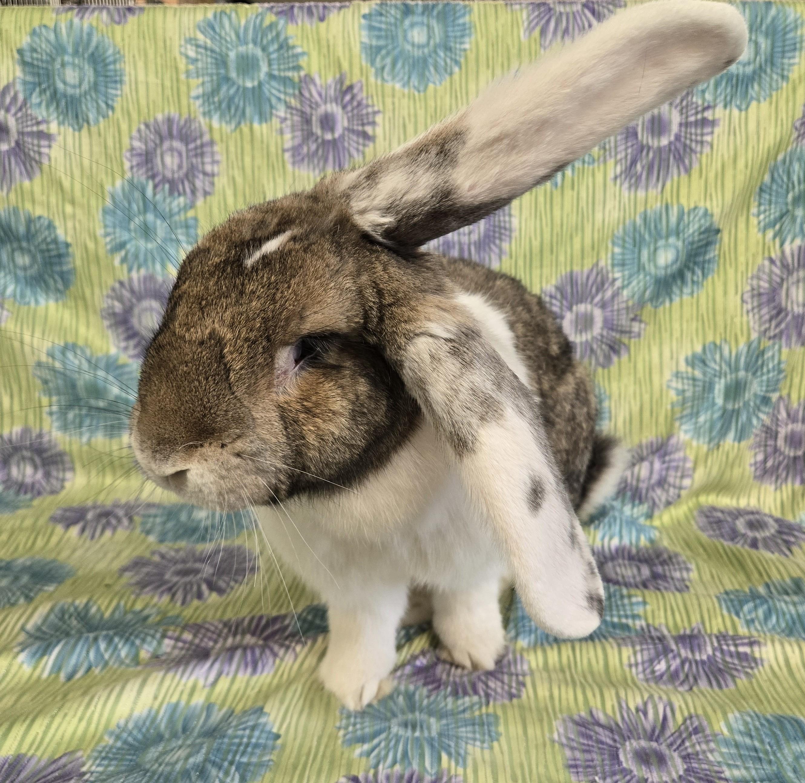 Enlarge Clyde (Milwaukee/Waukesha Area), a Adopted Flemish Giant in Deerfield, WI image 1/3