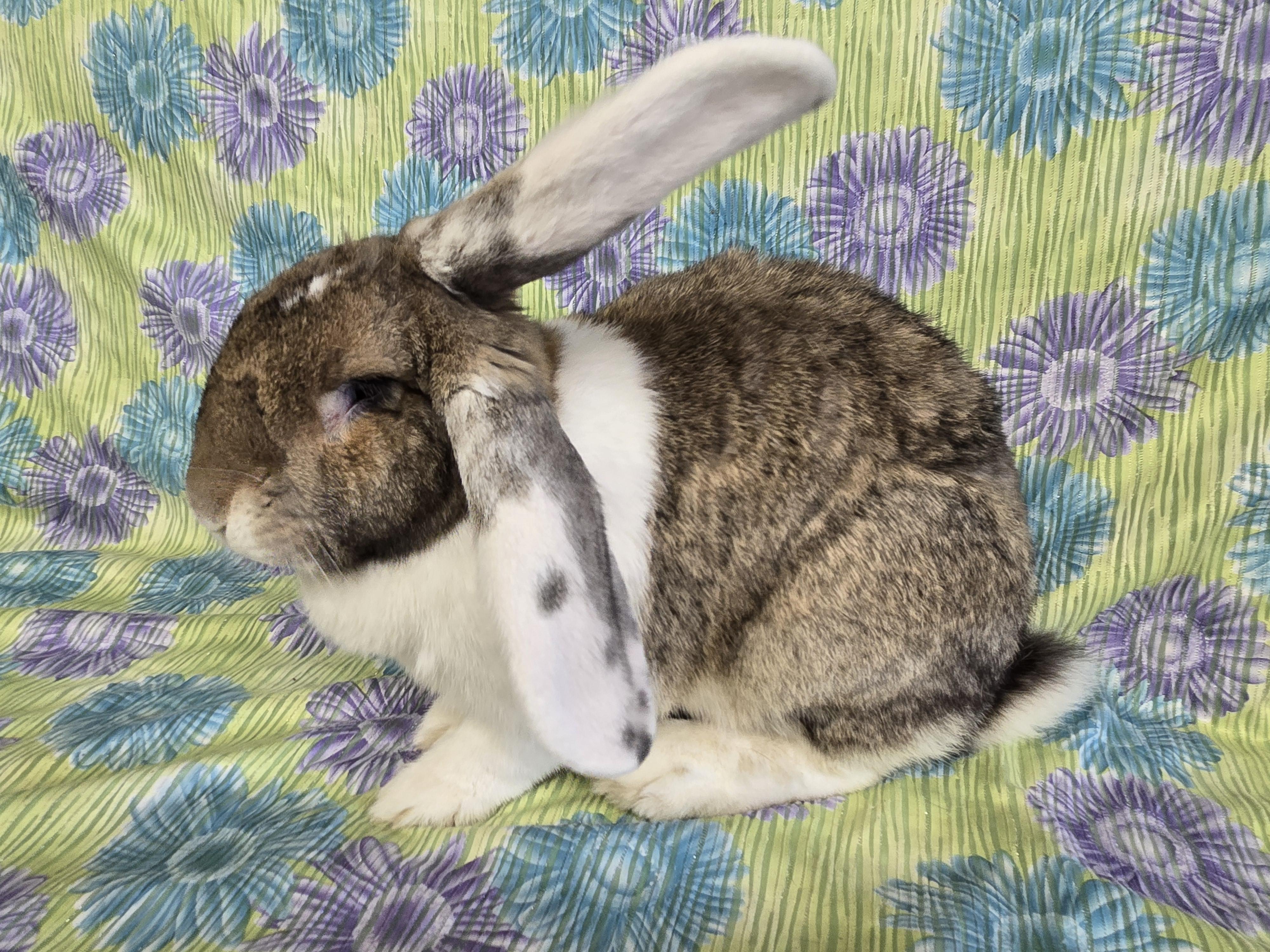 Enlarge Clyde (Milwaukee/Waukesha Area), a Adopted Flemish Giant in Deerfield, WI image 2/3