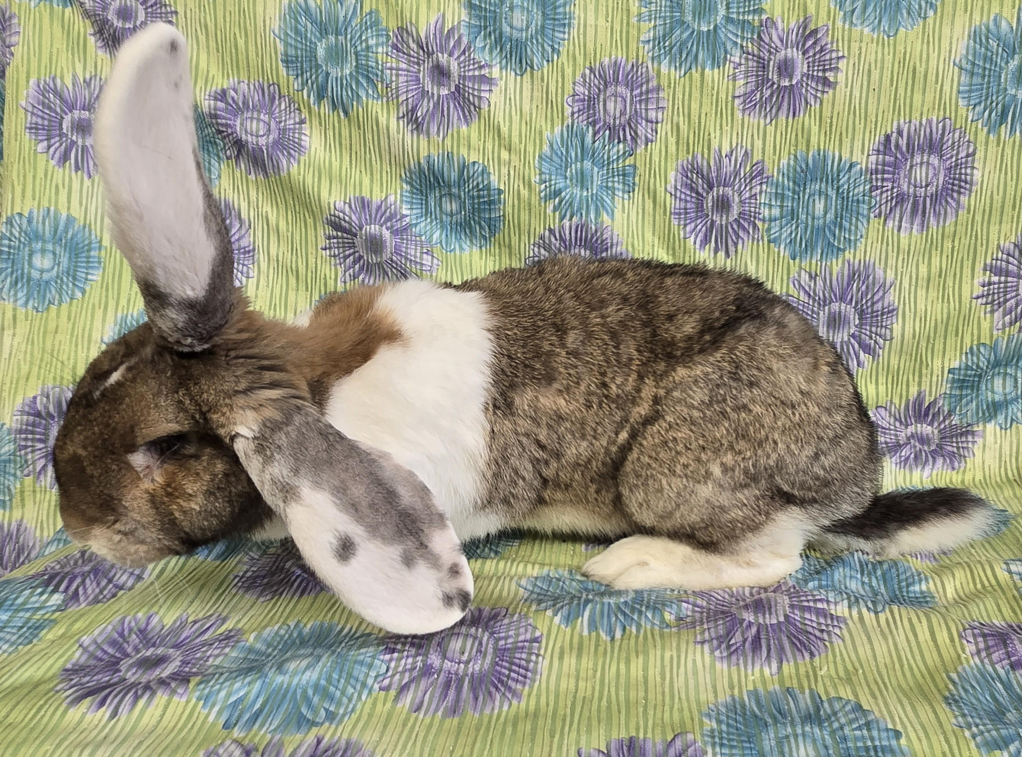 Enlarge Clyde (Milwaukee/Waukesha Area), a Adopted Flemish Giant in Deerfield, WI image 3/3