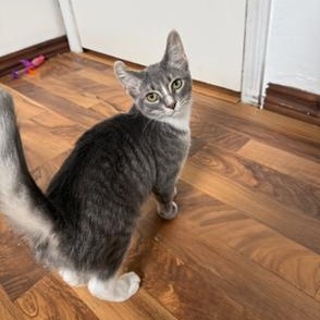 Enlarge Nami, a ADOPTABLE Domestic Short Hair in Hudsonville, MI image 2/4