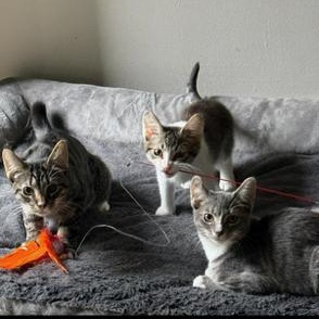 Enlarge Nami, a ADOPTABLE Domestic Short Hair in Hudsonville, MI image 4/4