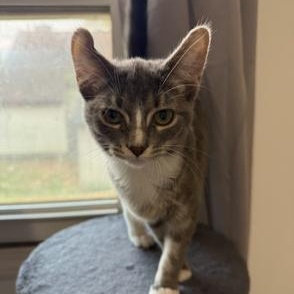 Enlarge Nami, a ADOPTABLE Domestic Short Hair in Hudsonville, MI image 1/4