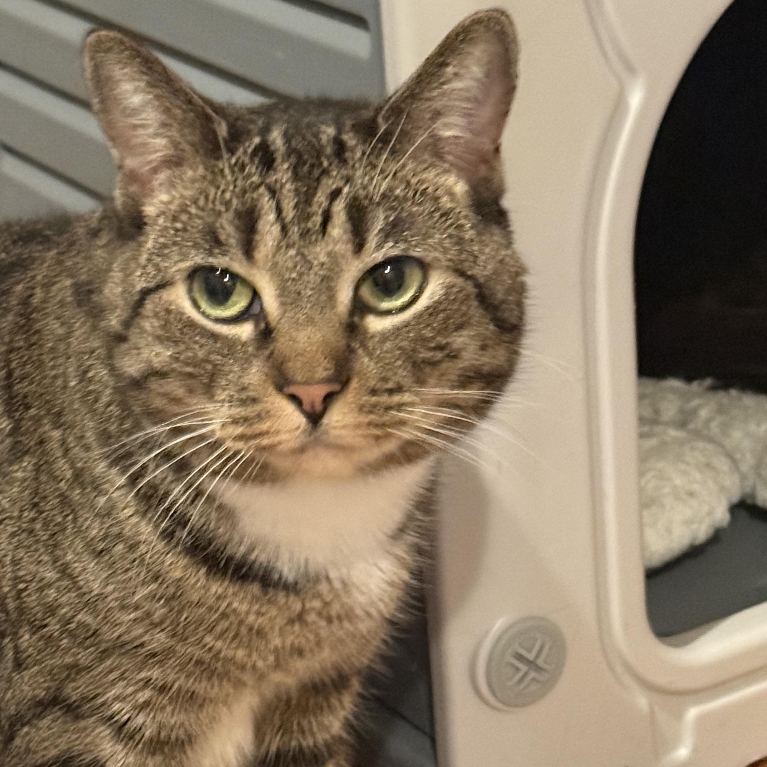 Loretta lap cat , adopted, Adult Female Domestic Short Hair.