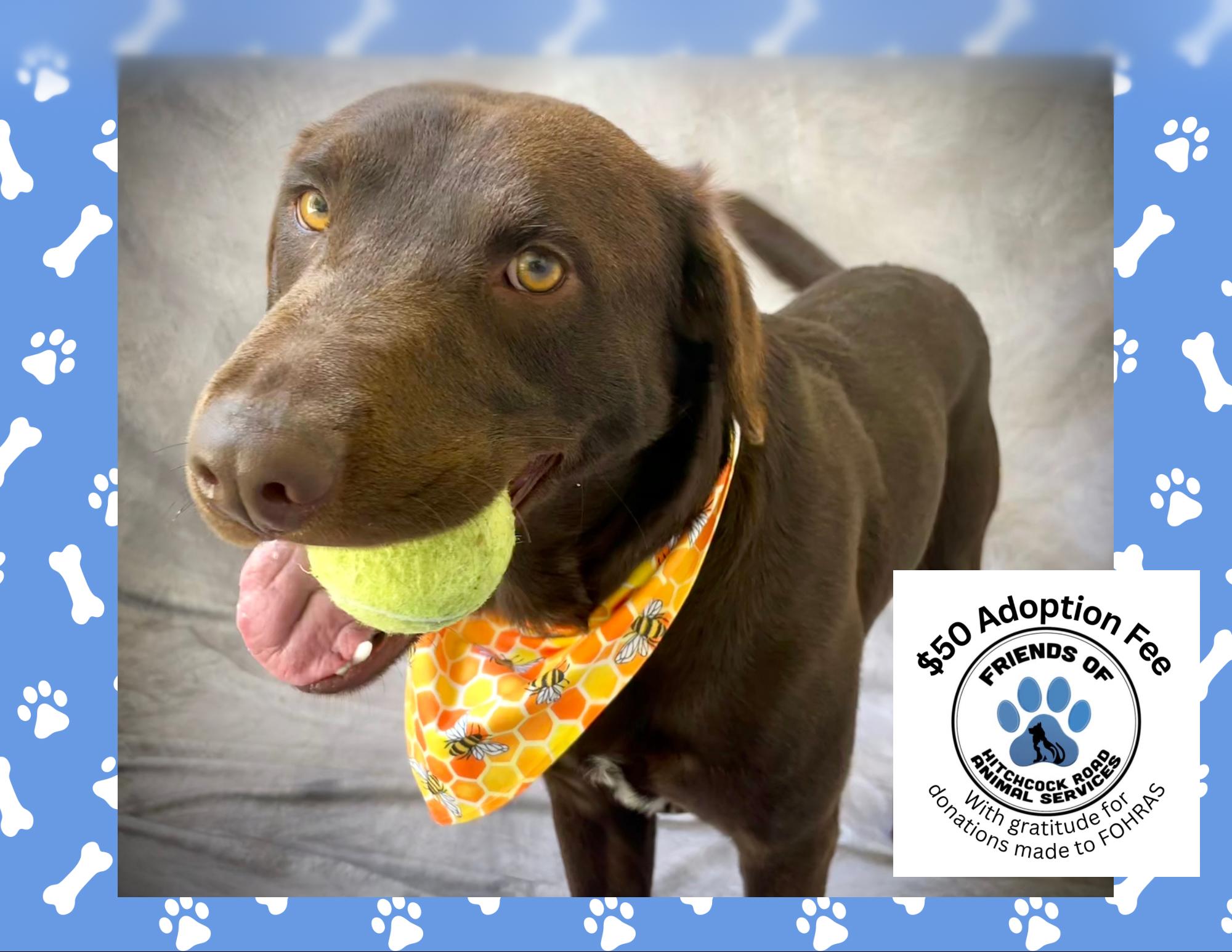 Axel, Adoptable, Young Male Chocolate Labrador Retriever & Border Collie.